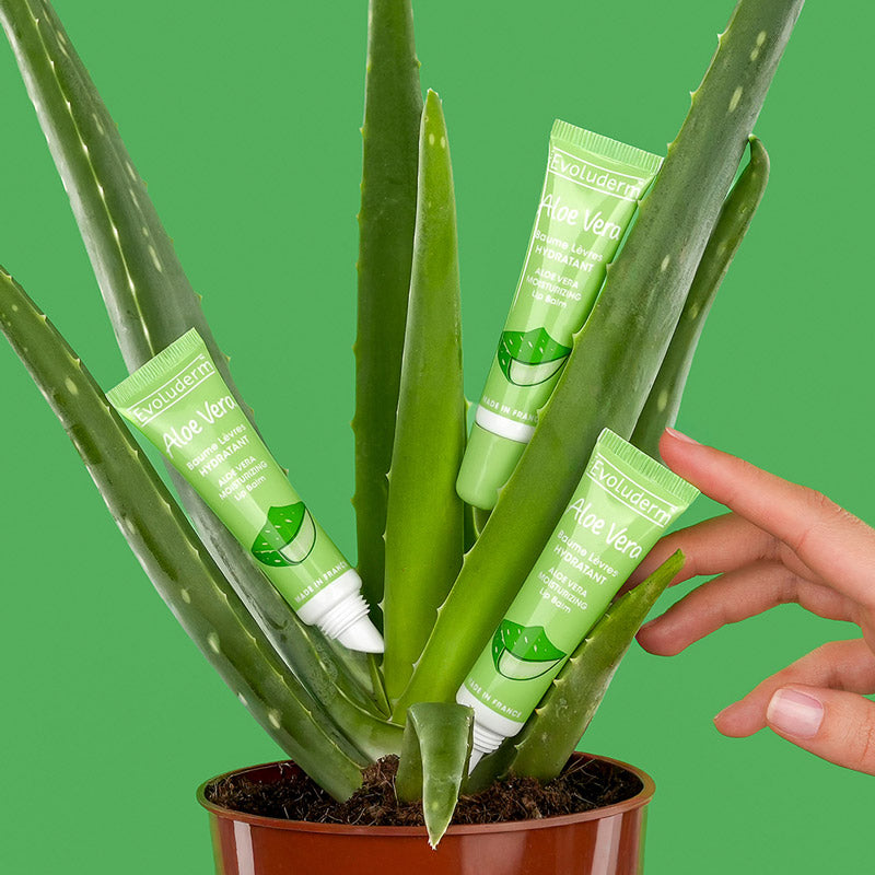 Baume Lèvres Hydratant Aloe Vera